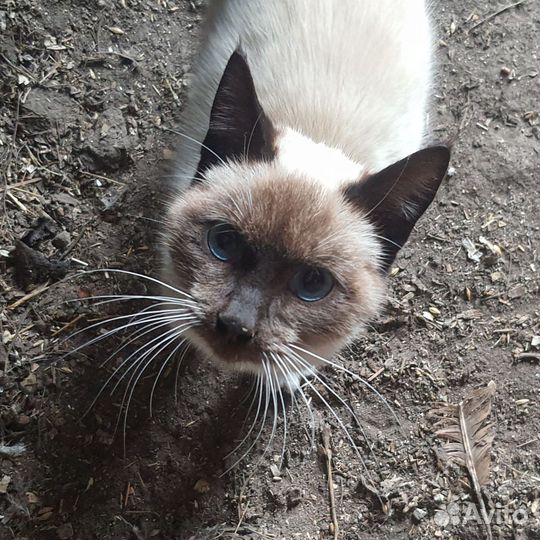 Котик бесплатно