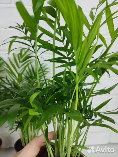 Пальма хамедорея 45 см