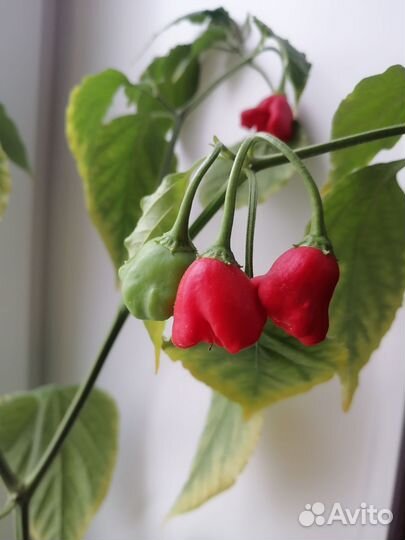 Перчик острый