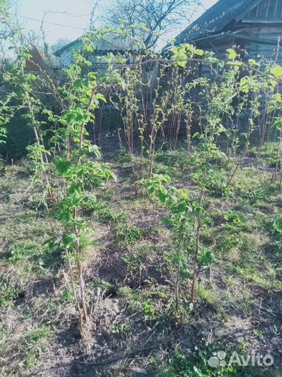 Саженцы малины