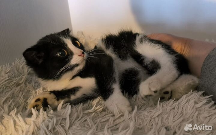 Маленький котик