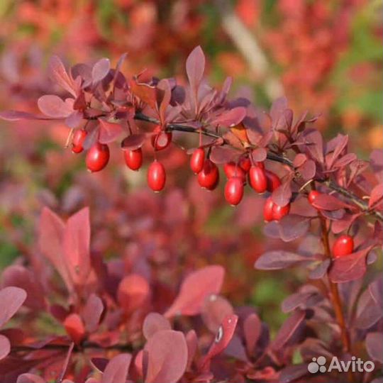 Барбарис краснолистный саженцы