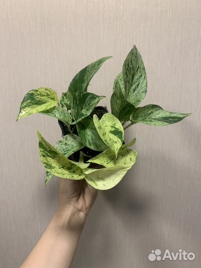 Сциндапсус много сортов