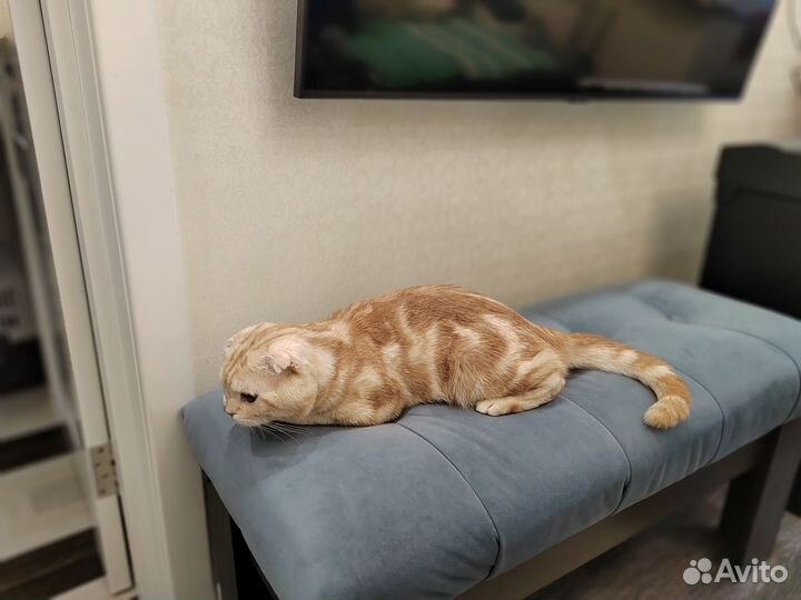 Шотландский вислоухий кот