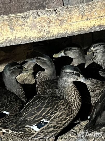 Подсадные утки для охоты