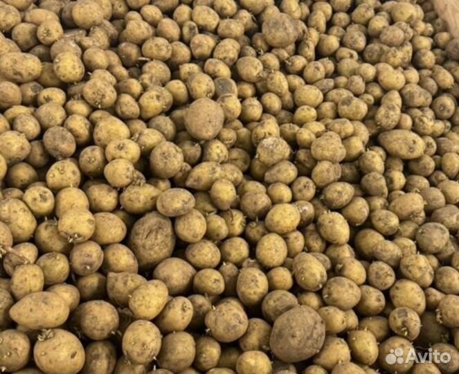 Картофель на корм скоту