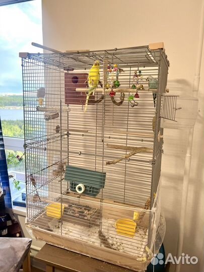 Два попугая волнистых девочка и мальчик с клеткой