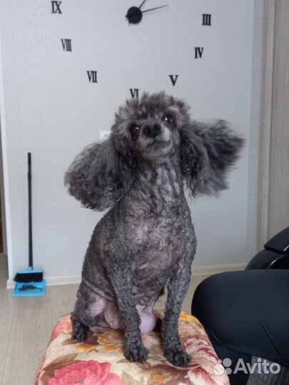 Стрижка собак и кошек. Груминг