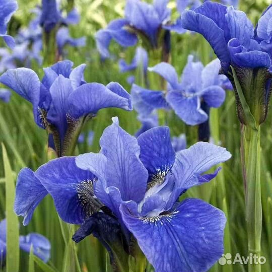 Сибирский ирис