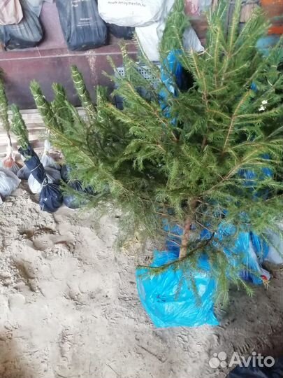 Растения для сада