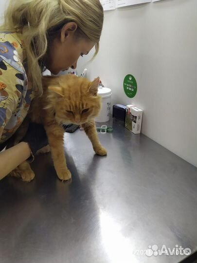 Ветеринарный врач