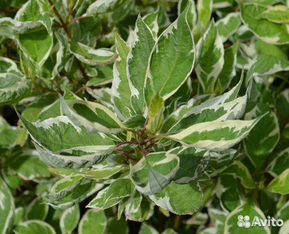 Дёрен пёстролистный, Хоста, Лилейник, Гибискус,Лук