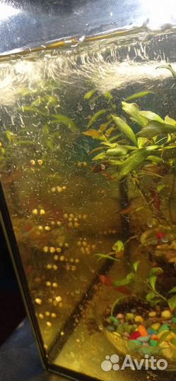 Улиточки ампулярии малыши