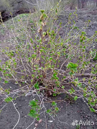 Отводки черной смородины