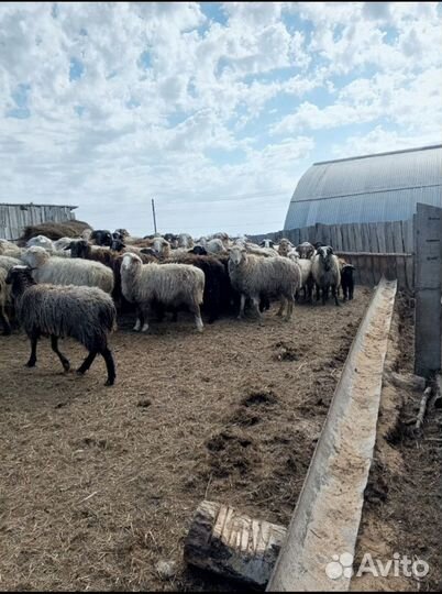 Овцы бараны
