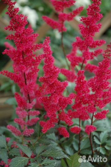 Астильба Фанал