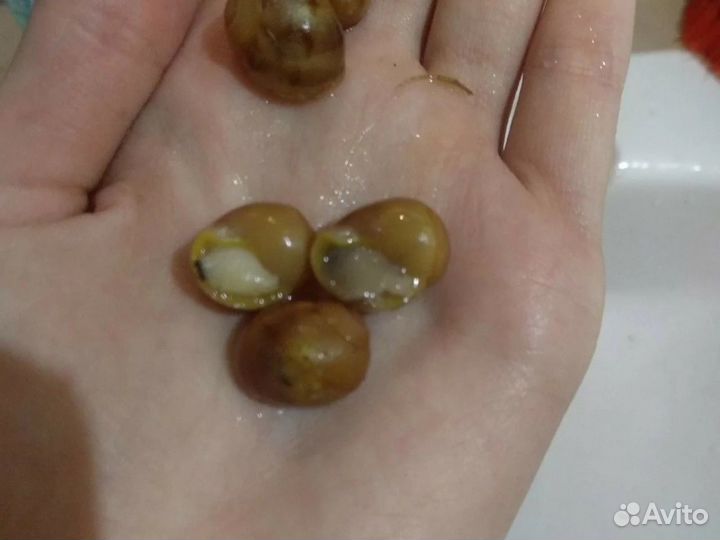 Улитки архахатины