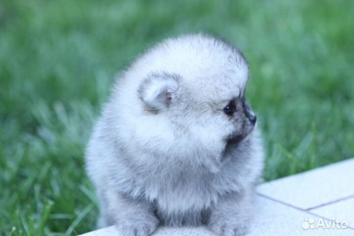 Шпиц девочка