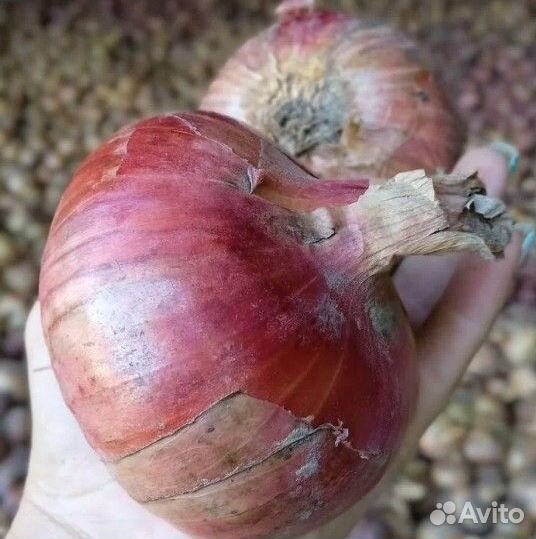 Лук семейный Печорский монастырский