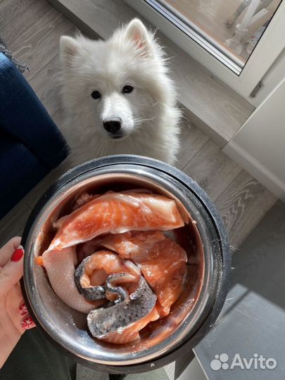 Составление рационов для собак