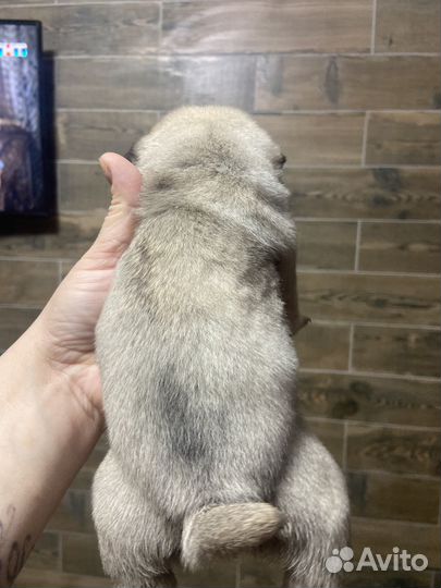 Щенки мопса