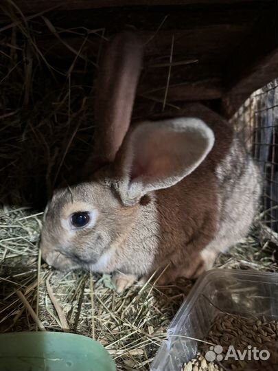 Кролики мясные