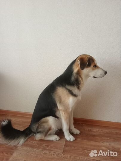 Собака бесплатно