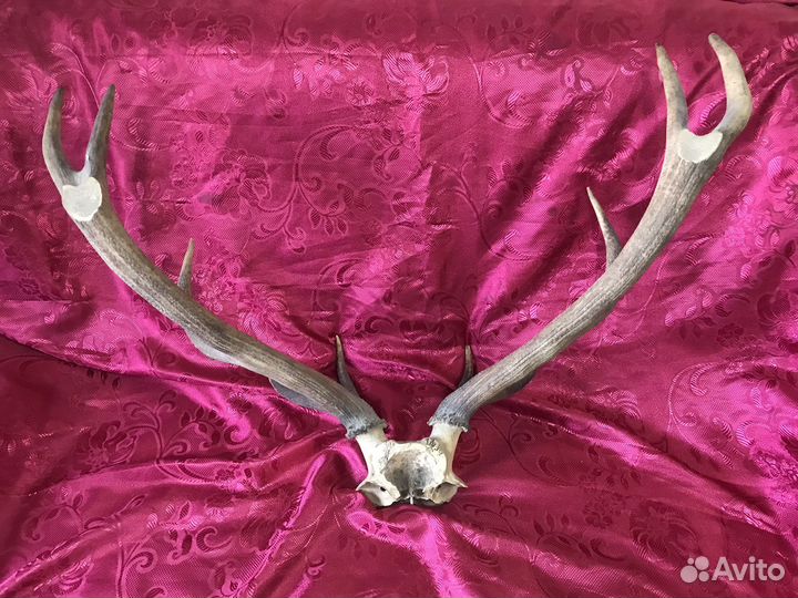 Рога оленя на черепе