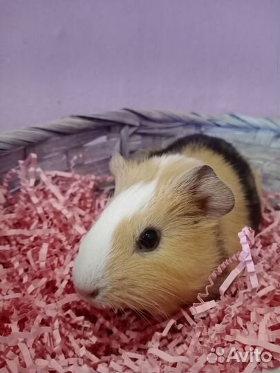 Морские свинки малыши