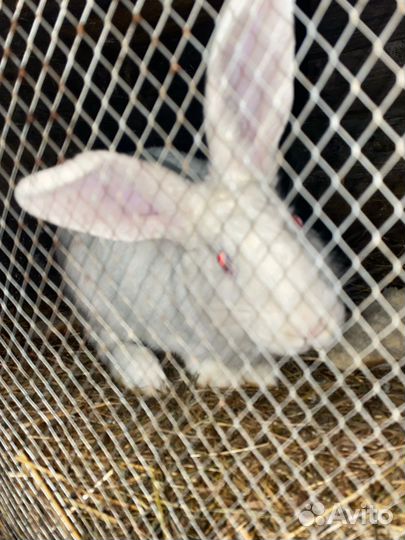 Кролики мясных пород