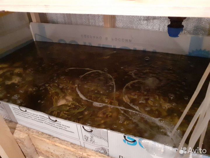 Живые раки розница