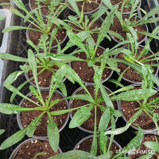 Рассада цветов