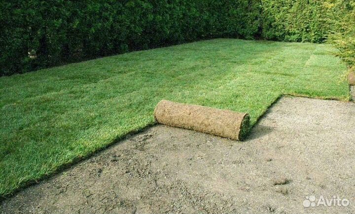 Рулонные газоны