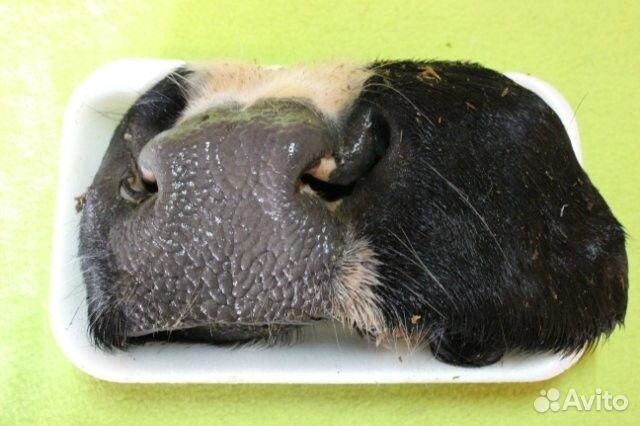 Легкое почки вымя печень сердце язык нос для собак