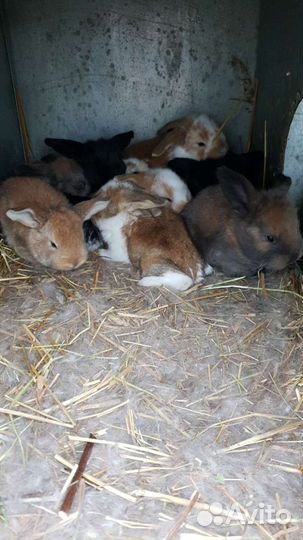 Кролики гиганты-Французский баран