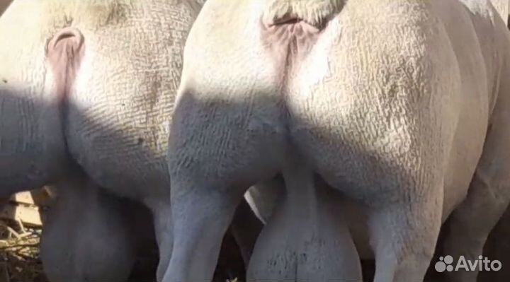 Дорпер бараны, ярки