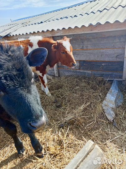 Домашние животные