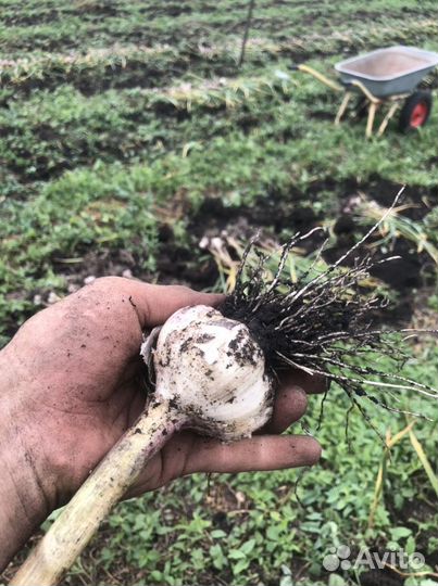 Чеснок домашний