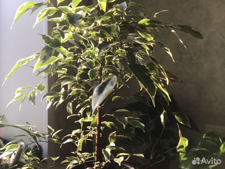 Фикусы, филодендроны,глоксиния,блехнум и другие