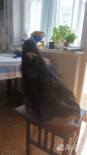 Чучело головы кабана