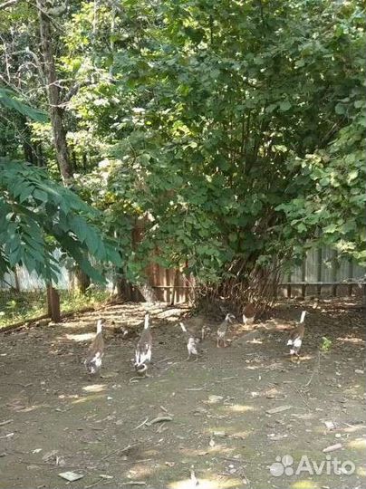 Бегунки индийские