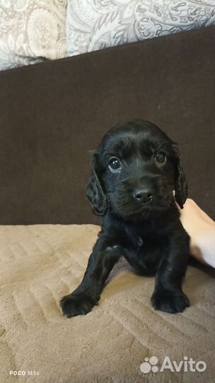 Продам щенка спаниели