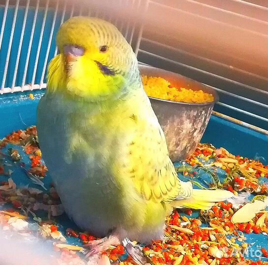 Ввп чех птенец