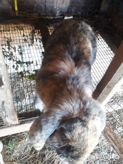 Обмен кролами