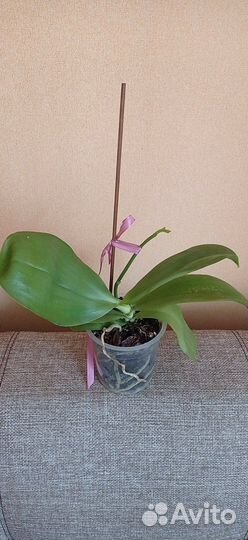 Орхидея Лиодоро