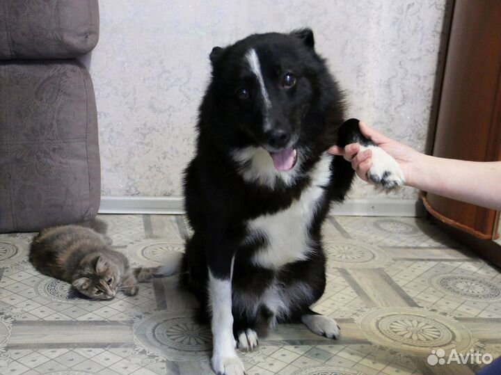 Мини лаечка