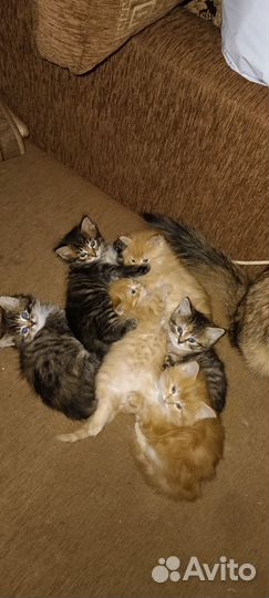 Одам котят в добрые руки