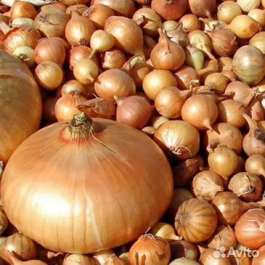 Лук севок штутгартер