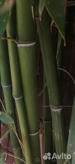 Продам ствол бамбука