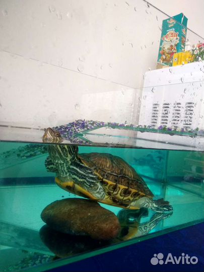 Отдам дом с мебелью и черепахой